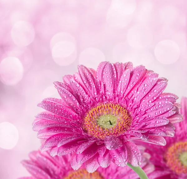 ピンクのガーベラ背景ピンぼけ効果 — ストック写真