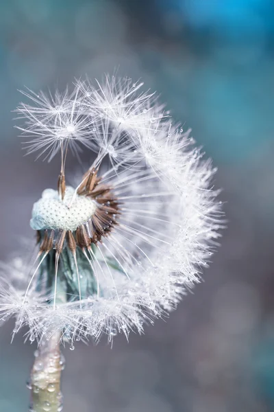 Paardebloem in dauw, close-up — Stockfoto