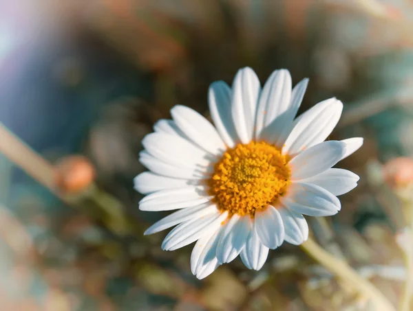 Daisy flor close-up. Estilo vintage — Fotografia de Stock