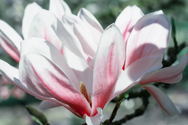 Flowers of magnolia close up — Stock Photo, Image
