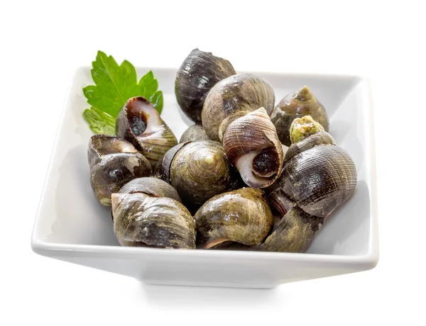 Conchiglie di mare con erbe su sfondo bianco — Foto Stock