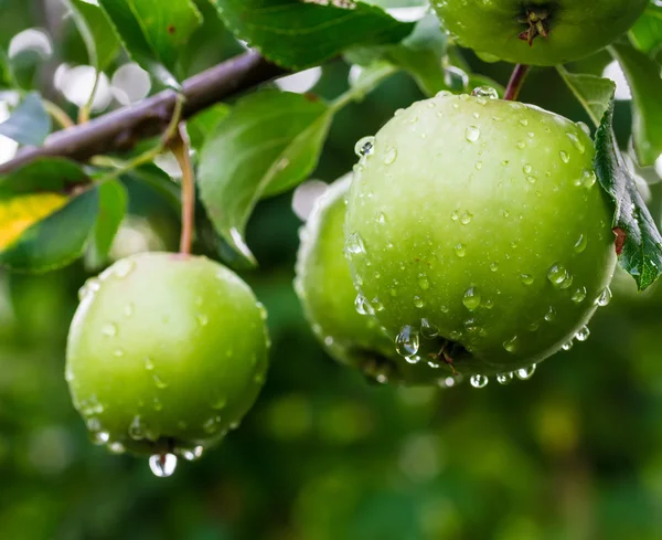 정원에서에 녹색 사과 — 스톡 사진