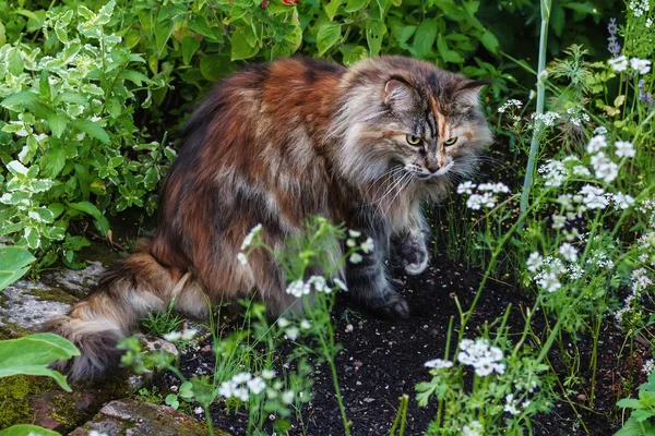 Мейн Кун кішка в траві — стокове фото