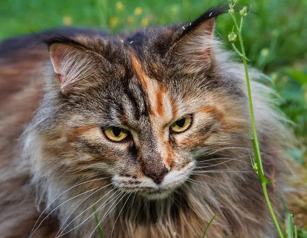 Maine Coon Cat in the grass — Stock Photo, Image