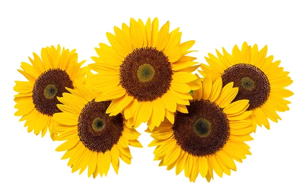 Girasol sobre un fondo blanco. —  Fotos de Stock