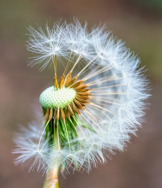 Paardebloem close-up — Stockfoto