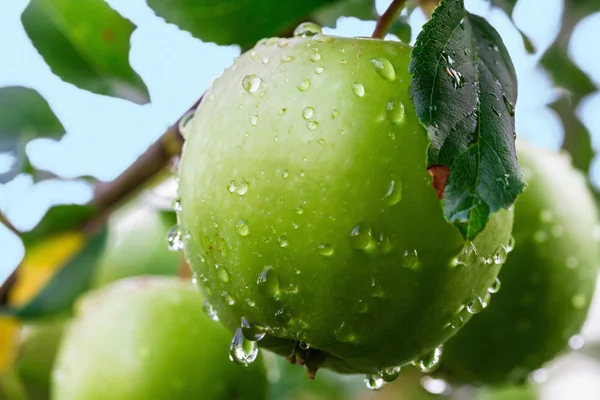 Pommes vertes sur une branche dans un jardin — Photo