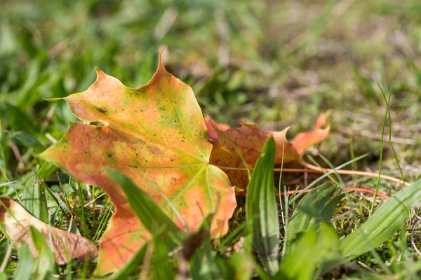 Hoja de otoño en la hierba —  Fotos de Stock