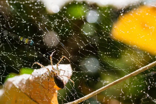 Spider in the autumn forest — Stock Photo, Image