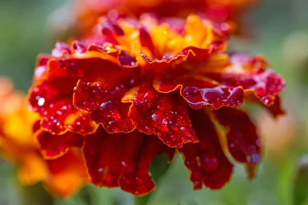 マリーゴールドの花のクローズアップ — ストック写真