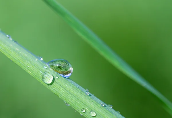 Drop of dew on the grass — Stock Photo, Image