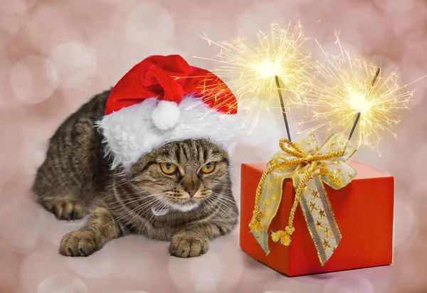 Gato de Natal com um presente e faíscas — Fotografia de Stock
