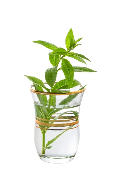 Sprig of mint in a glass — Stock Photo, Image