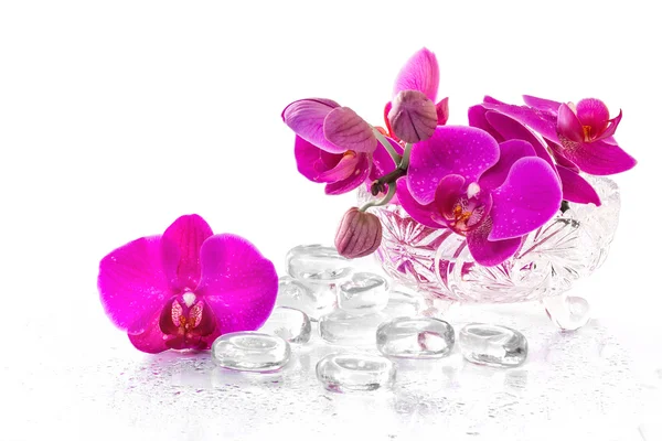 Roze orchid met dauw en reflectie — Stockfoto