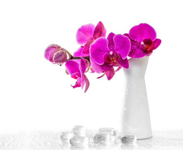 Roze orchid met dauw en reflectie — Stockfoto