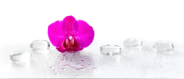 Růžová orchidej s rosou a reflexe — Stock fotografie