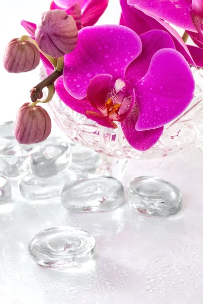 Orquídea rosa com orvalho e reflexão — Fotografia de Stock