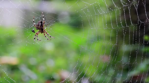 Spindel i skogen höst — Stockvideo