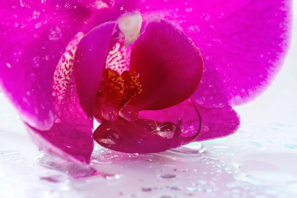 Pink orchid with dew and reflection — Stock Photo, Image