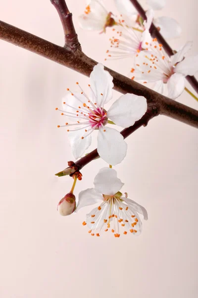 Blommande Sakura Branch. — Stockfoto