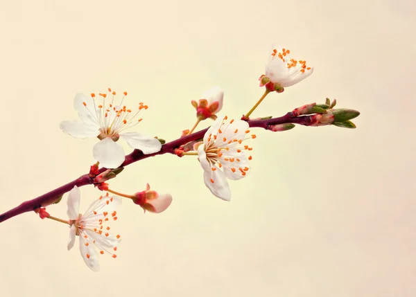 Ramo de sakura florescente . — Fotografia de Stock