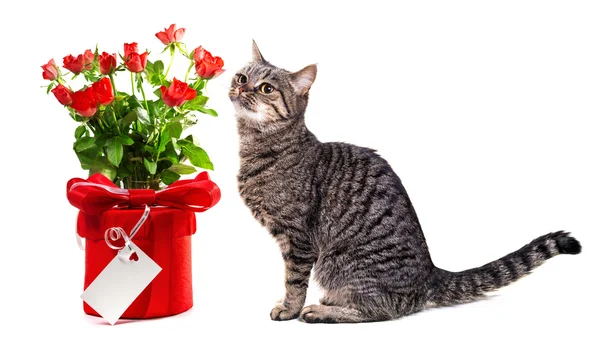 Europäische Katze mit Geschenken. isolieren auf weißem Hintergrund, — Stockfoto