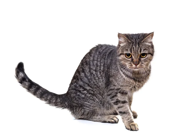 European cat on a white background — Stock Photo, Image