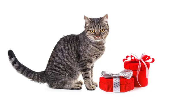 Chat européen avec des cadeaux. Isoler sur fond blanc , — Photo