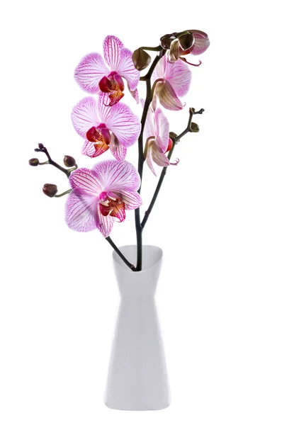 Цветущая орхидея на белом фоне — стоковое фото