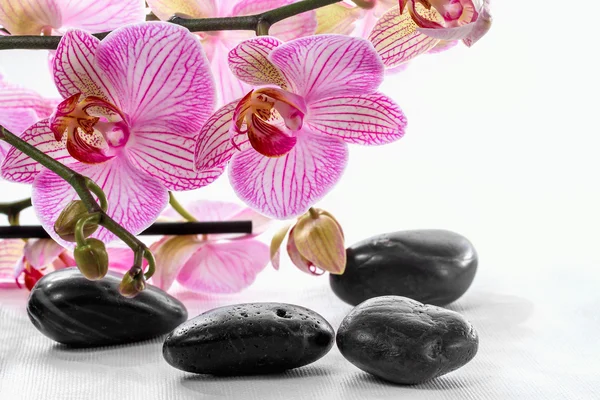 Orquídea rosa y zen Piedras sobre fondo blanco — Foto de Stock