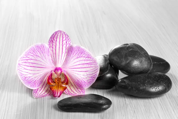 Růžová orchidej na dřevěném pozadí — Stock fotografie