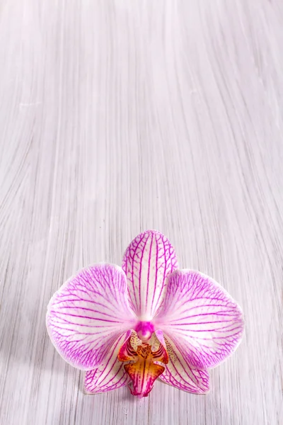 Ahşap zemin üzerinde pembe orkide — Stok fotoğraf