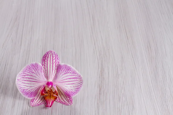 Růžová orchidej na dřevěné pozadí — Stock fotografie