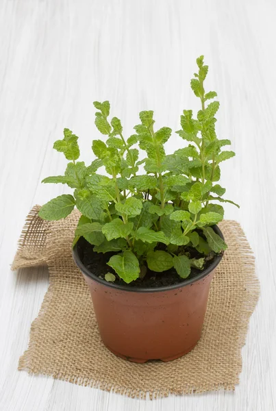 Menta en una olla sobre una mesa de madera —  Fotos de Stock