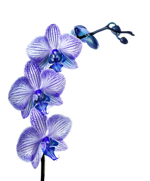 Flores azuis da orquídea em um fundo branco — Fotografia de Stock