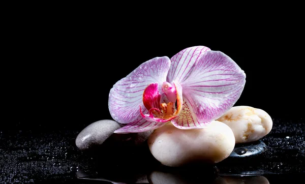 Flor de orquídea com pedras zen no fundo preto — Fotografia de Stock