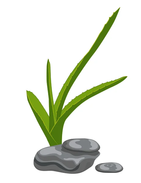 Hojas de aloe y piedras zen. Aislar sobre fondo blanco — Vector de stock