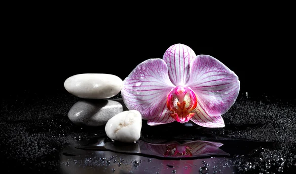 Flor de orquídea com pedras zen no fundo preto — Fotografia de Stock