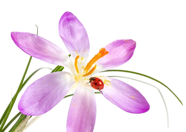 Ladybird on flower crocus — Stock Photo, Image