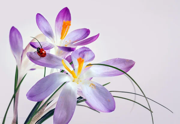 Ladybird on flower crocus — Stock Photo, Image