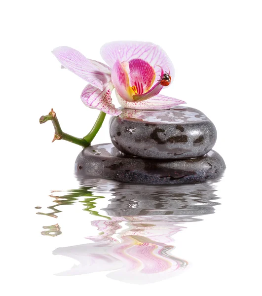 Zen-Steine und Orchideen mit Reflexion im Wasser. — Stockfoto