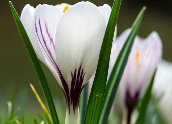 Crocus floreciendo en el prado. Pequeña profundidad de campo (DOF ) —  Fotos de Stock