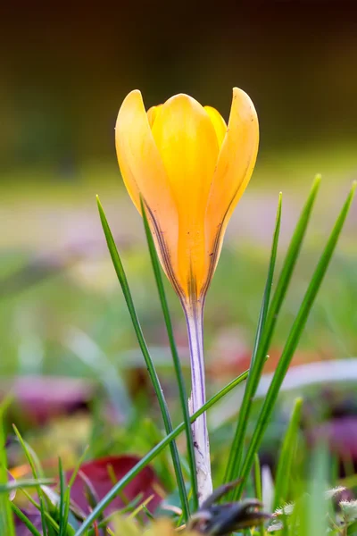 Crocus blooming in the meadow.  Small Depth of Field (DOF) — Stock Photo, Image