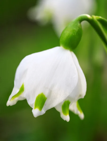 Kvetoucí sněženka closeup. malá hloubka ostrosti (dof) — Stock fotografie