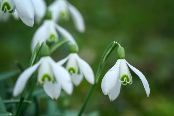 Primo piano del bucaneve in fiore. Piccola profondità di campo (DOF ) — Foto Stock