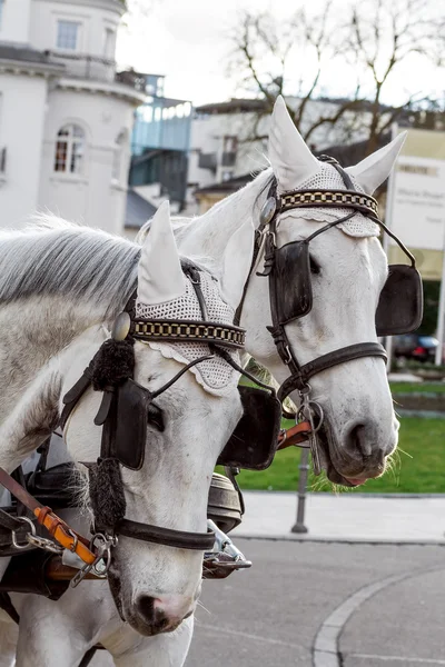 Hästar i sele på en stadsgata — Stockfoto