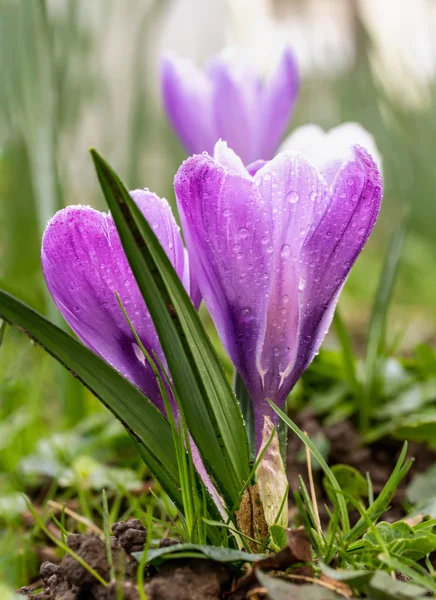 Crocus blooming in the meadow.  Small Depth of Field (DOF) — Stock Photo, Image