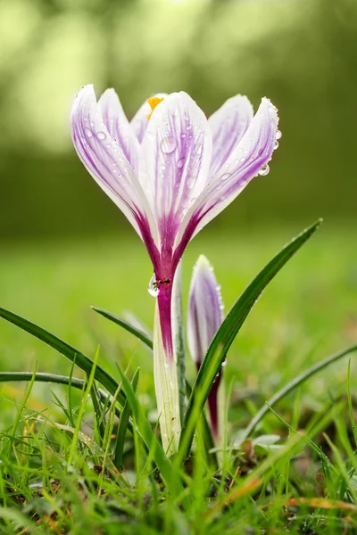 Crocus floreciendo en el prado. Pequeña profundidad de campo (DOF ) —  Fotos de Stock