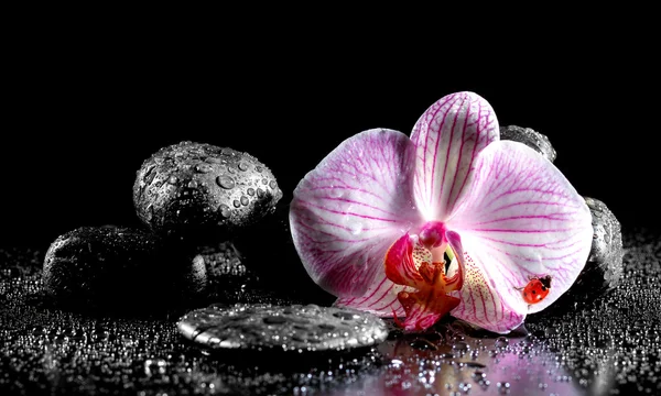 Orchid flower with zen stones  and ladybug on black background — Stock Photo, Image