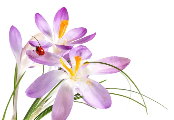 Uğur böceği üzerinde çiçek Çiğdem — Stok fotoğraf